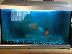 Fish Tank Water Heater