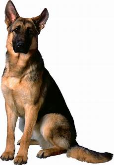 German