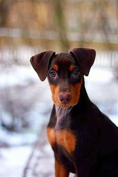 German